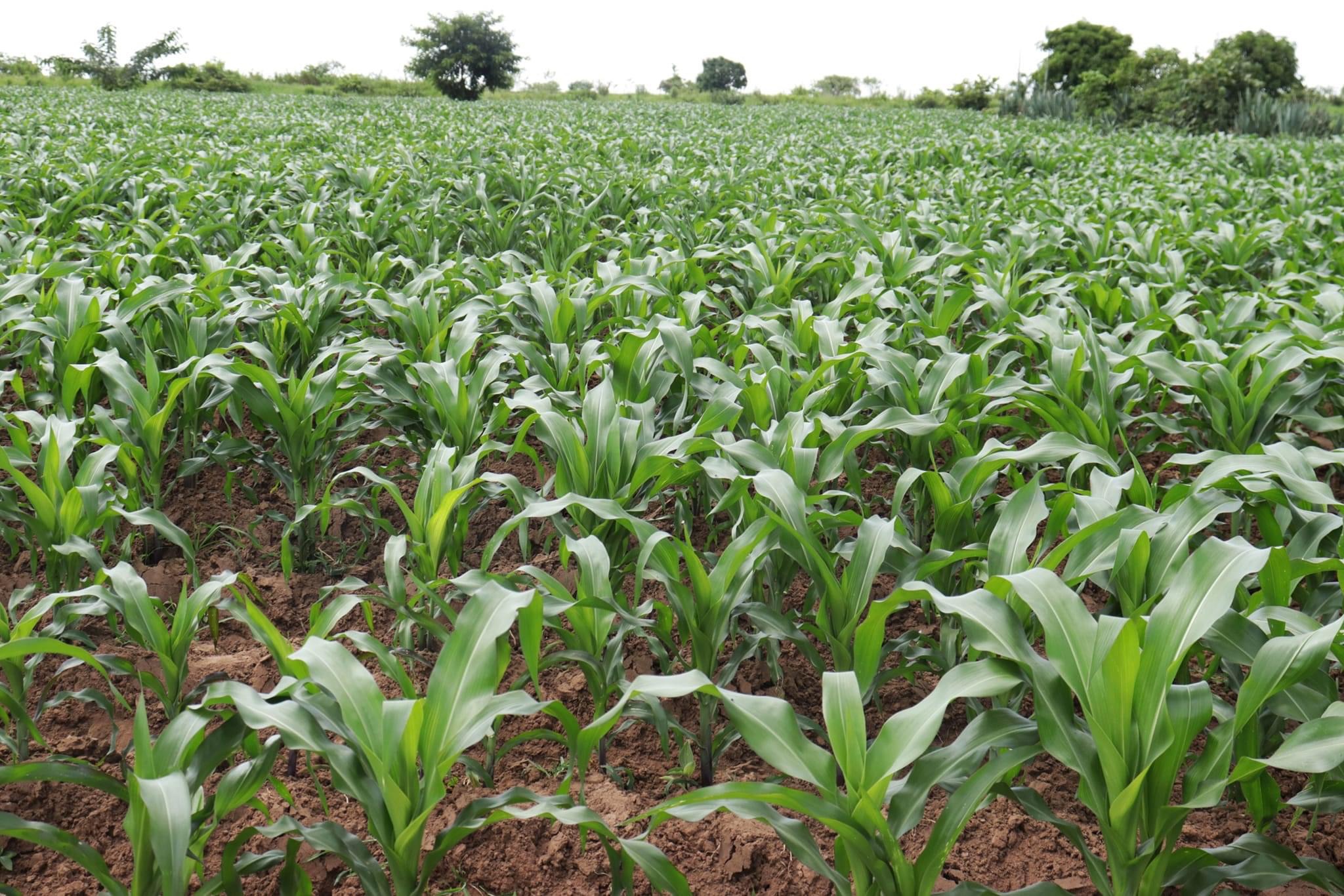 Agriculture Minister Kawale assures farmers produce markets will be